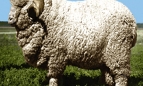 Вівчарство
