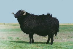 Асканійська каракульська порода овець