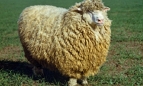 Вівчарство