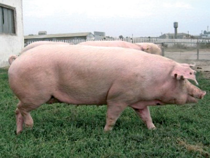 Степная свинья. Украинская Степная белая свинья. Украинская Степная белая порода свиней ландрас. Украинская Степная порода свиней. Семиреченская порода свиней.