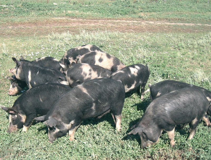 Степная свинья. Украинская Степная Рябая порода свиней. Миргородская порода свиней поросята. Северокавказская порода свиней. Порода свиней Йоркшир.